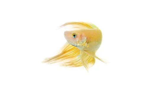 Betta golden Stock Photos