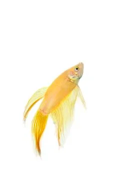 Betta golden Stock Photos