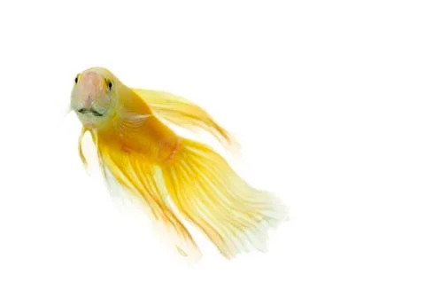 Betta golden Stock Photos
