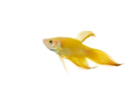 Betta golden Stock Photos