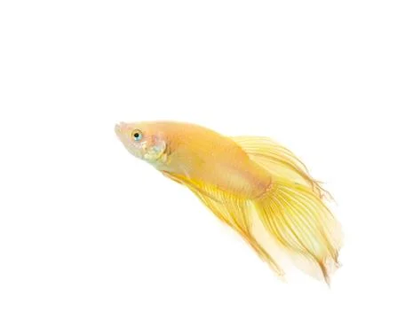 Betta golden Stock Photos