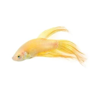 Betta golden Stock Photos