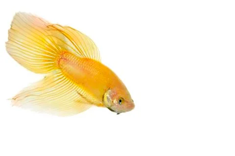 Betta golden 스톡 사진