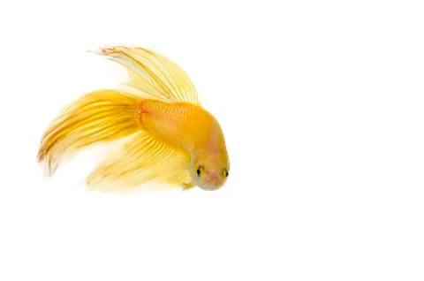 Betta golden Stock Photos