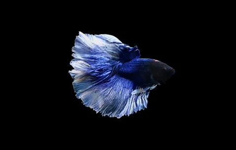Betta halfmoon dark blue fighting fish close up Stock Photos