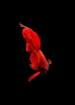 Betta halfmoon dark blue fighting fish close up Foto stock