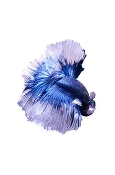 Betta halfmoon dark blue fighting fish close up Stock Photos