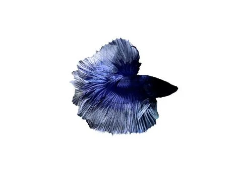 Betta halfmoon fighting beautiful fish close up Foto stock