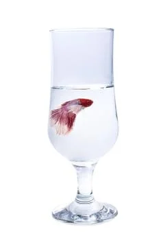 Betta halfmoon fighting fish close up Stock Photos