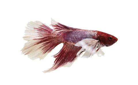 Betta halfmoon fighting fish close up Stock Photos