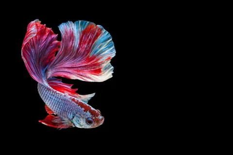 Betta Siamese fighting fish, Betta splendens Pla-kad biting fish Thai,popular Stock Photos