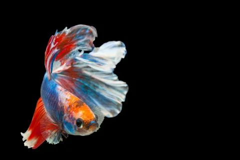 Betta Siamese fighting fish, Betta splendens Pla-kad biting fish Thai,popular Stock Photos