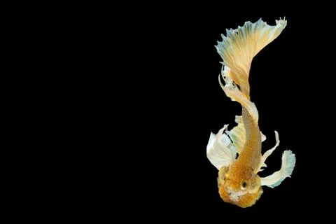 Betta Siamese fighting fish, Betta splendens , popular aquarium fish. Big ear Stock Photos