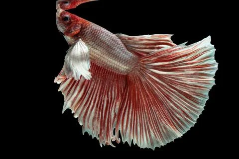Betta Siamese fighting fish, Betta splendens , popular aquarium fish. Big ear Stock Photos