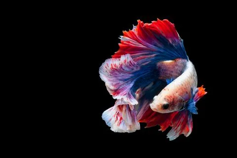 Betta Siamese fighting fish, Betta splendens Pla-kad biting fish Thai,popular Stock Photos
