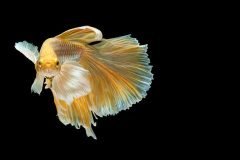 Betta Siamese fighting fish, Betta splendens , popular aquarium fish. Big ear Stock Photos
