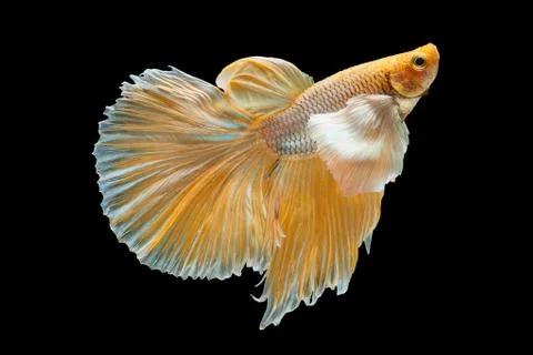 Betta Siamese fighting fish, Betta splendens , popular aquarium fish. Big ear Foto stock