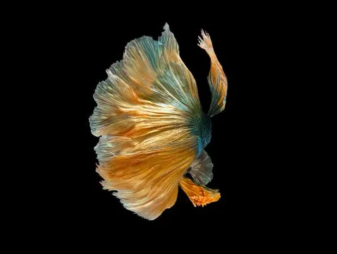 Betta Siamese fighting fish, Betta splendens , popular aquarium fish. Green y Stock Photos