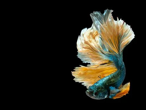Betta Siamese fighting fish, Betta splendens , popular aquarium fish. Green y Stock-Fotos