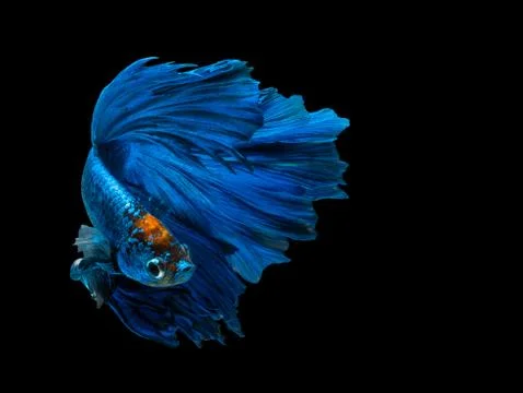 Betta Siamese fighting fish, Betta splendens , popular aquarium fish. Super b Stock Photos