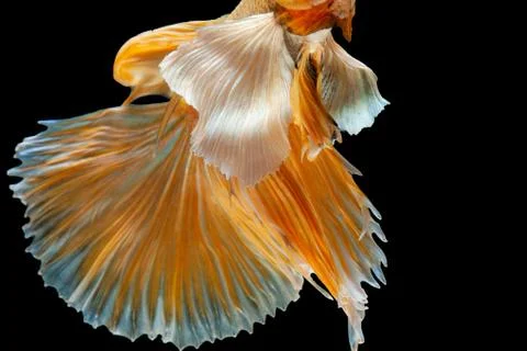 Betta Siamese fighting fish, Betta splendens , popular aquarium fish. Big ear Foto stock