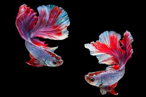 Betta Siamese fighting fish, Betta splendens Pla-kad biting fish Thai,popular Stock Photos