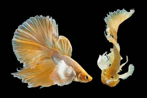 Betta Siamese fighting fish, Betta splendens , popular aquarium fish. Big ear Stock Photos