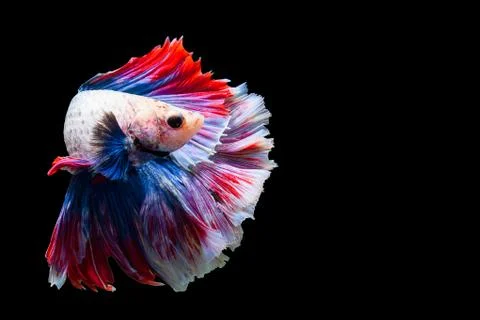 Betta Siamese fighting fish, Betta splendens Pla-kad biting fish Thai,popular aq Stock-Fotos