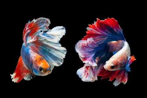 Betta Siamese fighting fish, Betta splendens Pla-kad biting fish Thai,popular Stock Photos