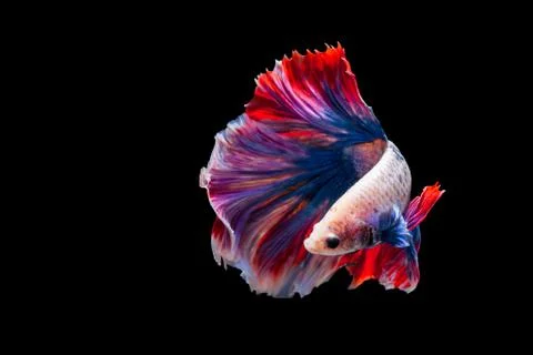 Betta Siamese fighting fish, Betta splendens Pla-kad biting fish Thai,popular Foto stock