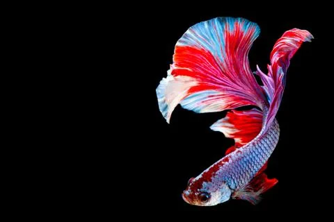 Betta Siamese fighting fish, Betta splendens Pla-kad biting fish Thai,popular Foto stock