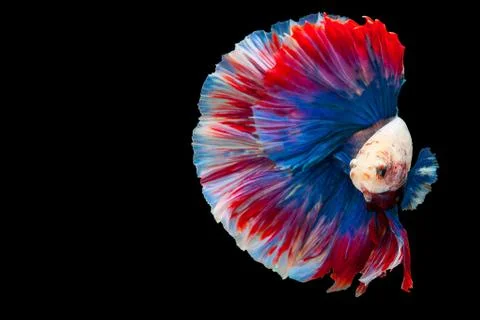 Betta Siamese fighting fish, Betta splendens Pla-kad biting fish Thai,popular Stock Photos