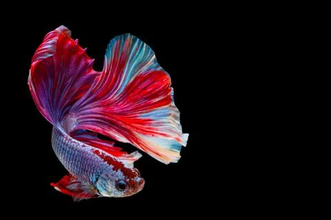 Betta Siamese fighting fish, Betta splendens Pla-kad biting fish Thai,popular Foto stock