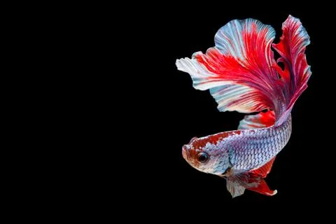 Betta Siamese fighting fish, Betta splendens Pla-kad biting fish Thai,popular Stock-Fotos