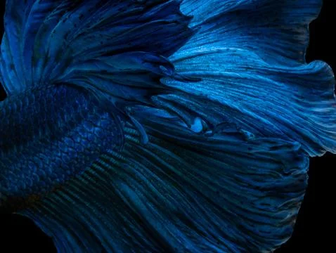 Betta Siamese fighting fish, Betta splendens , popular aquarium fish. Super b Stock Photos