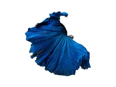 Betta Siamese fighting fish, Betta splendens , popular aquarium fish. Super b Stock Photos