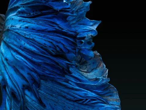 Betta Siamese fighting fish, Betta splendens , popular aquarium fish. Super b Stock Photos