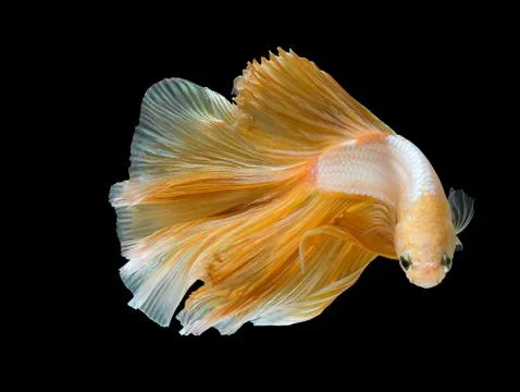 Betta Siamese fighting fish, Betta splendens , popular aquarium fish. Golden  Stock Photos