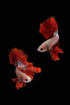 Betta siamese fighting fish collage (Halfmoon Rosetail Mascot Red Dragon type Фото