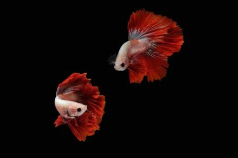 Betta siamese fighting fish collage (Halfmoon Rosetail Mascot Red Dragon type Foto stock