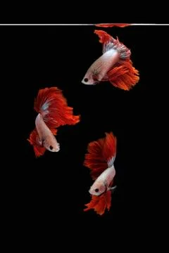 Betta siamese fighting fish collage (Halfmoon Rosetail Mascot Red Dragon type Stock Photos