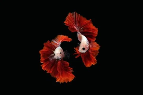 Betta siamese fighting fish collage (Halfmoon Rosetail Mascot Red Dragon type Stock Photos