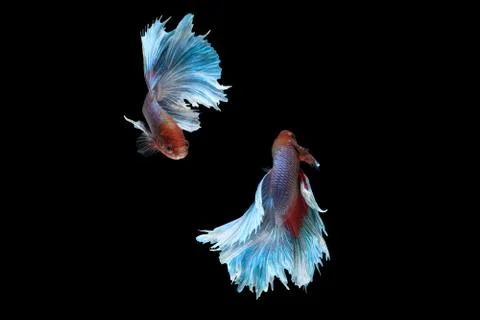 Betta siamese fighting fish collage (Halfmoon Rosetail Mascot Red Dragon type Stock Photos