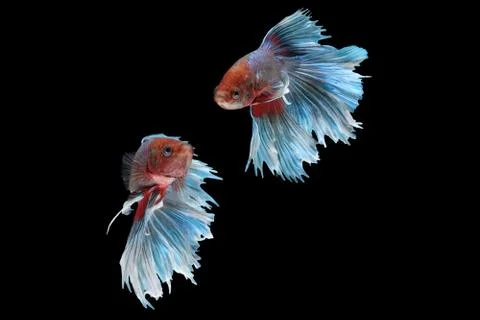 Betta siamese fighting fish collage (Halfmoon Rosetail Mascot Red Dragon type Stock Photos