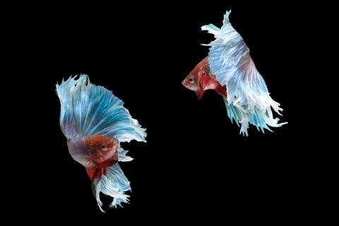 Betta siamese fighting fish collage (Halfmoon Rosetail Mascot Red Dragon type Foto stock