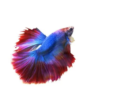 Betta, Siamese fighting fish motion isolated on white. Stock Photos