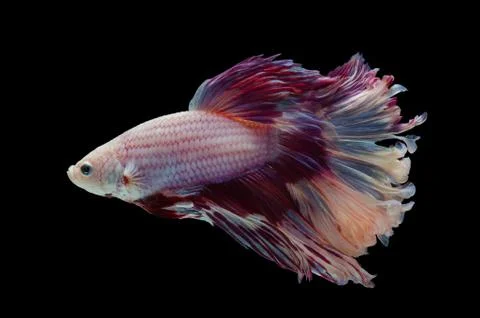 Betta Siamese fighting fish Stock Photos