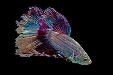 Betta Siamese fighting fish Stock Photos