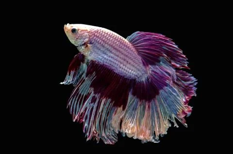 Betta Siamese fighting fish Stock Photos