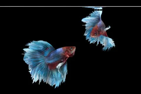 Betta siamese fighting fish Stock Photos